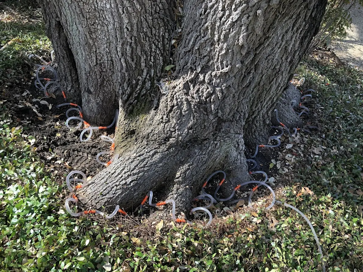 Detailed Tree Cabling and Bracing job site in Johnsonburg