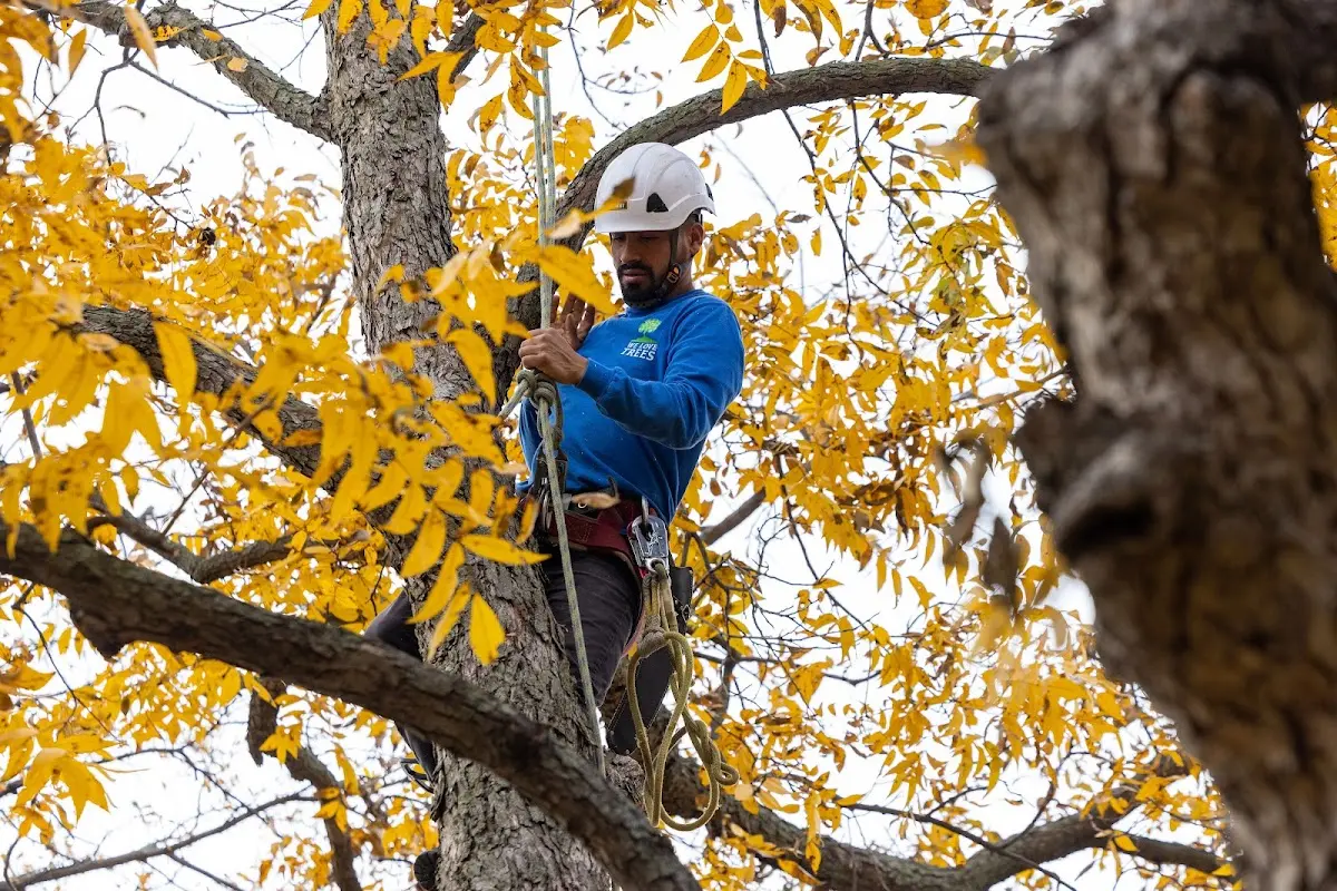 Skilled Tree Pruning crew working in Johnsonburg