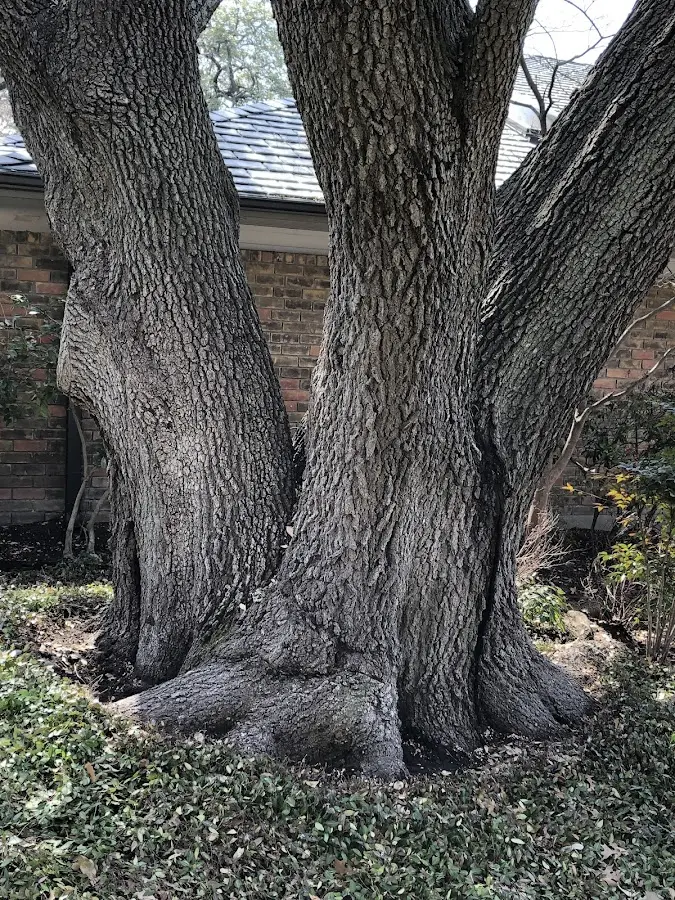 Mature heritage tree close to a Johnsonburg property cared for by certified arborists